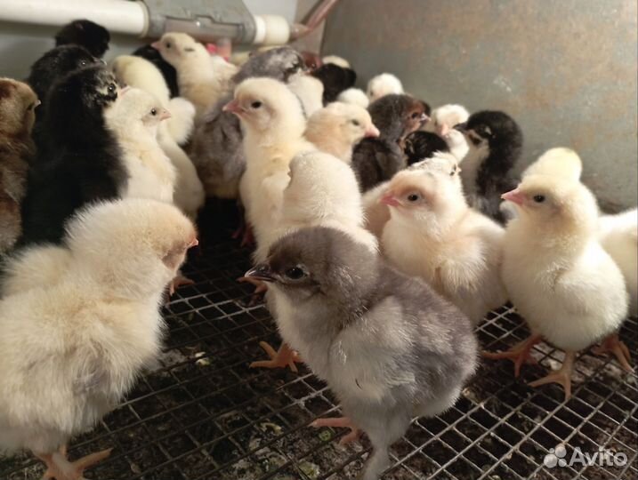 Цыплята суточные вывод 16мая