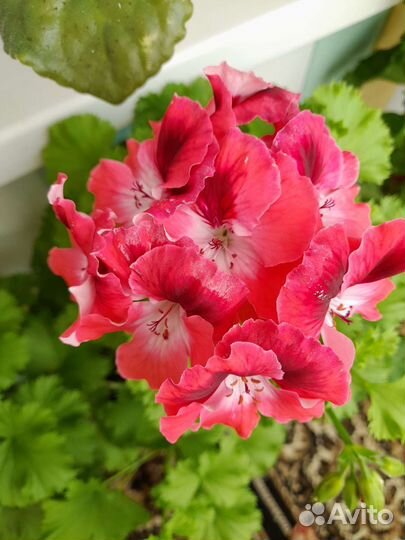 Пеларгония герань сортовая
