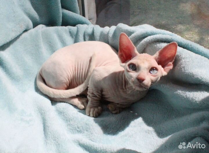 Девочки беляночки бамбино