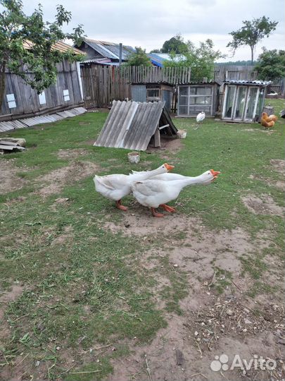 Гусаки породы линда