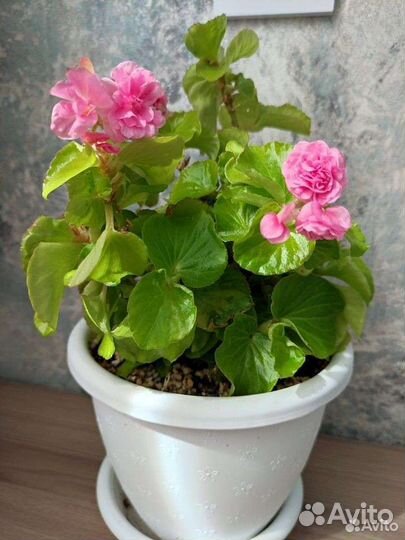 Бегония вечноцветущая махровая