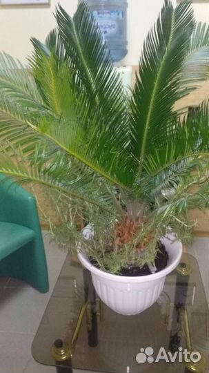 Цикус. Комнатный