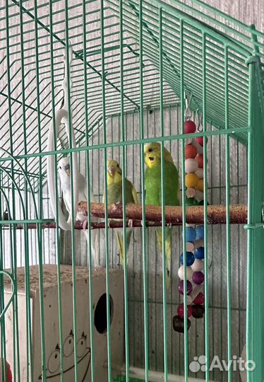 Волнистый попугай самка