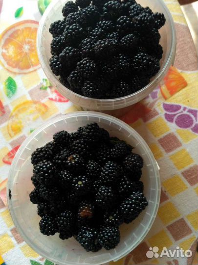 Ежевика садовая Агавам