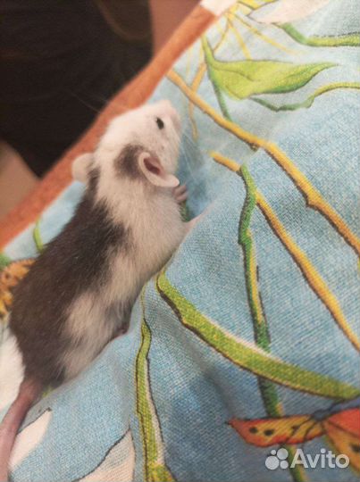 Крыса дамбо