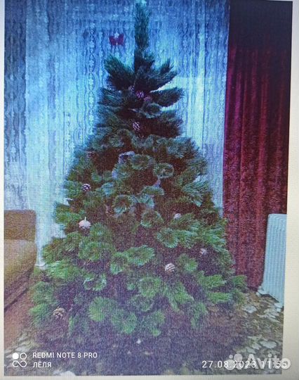 Сосна с шишками, 2 метра