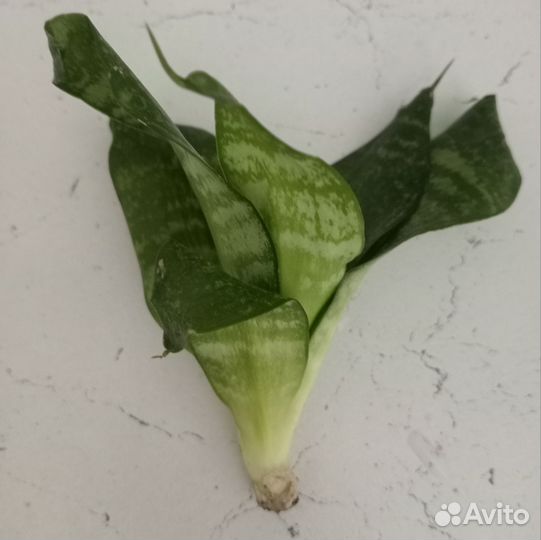 Сансевьера