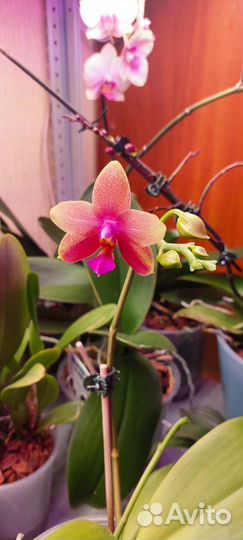Орхидея Лиодоро домашняя