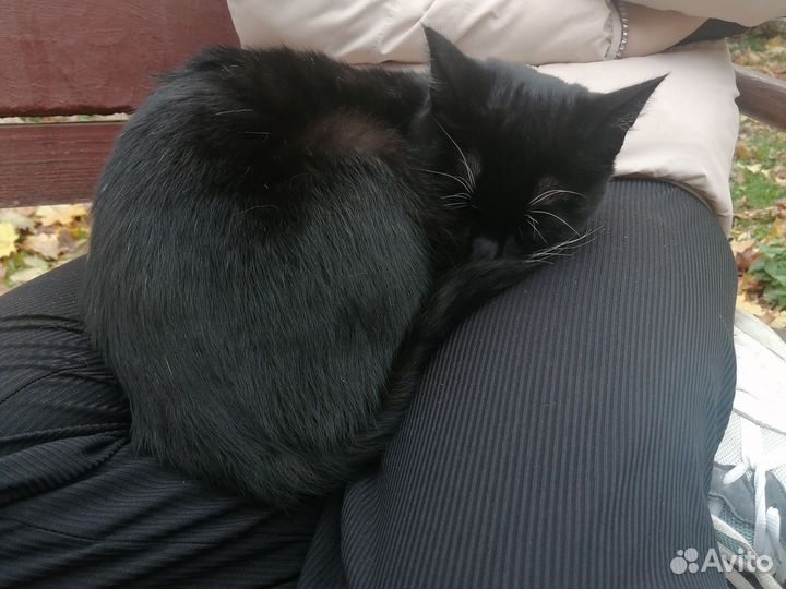 Отдам кошку в добрые руки