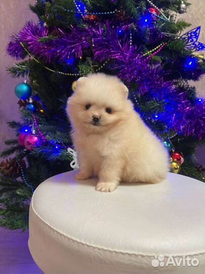 Шпиц мини микро,видео