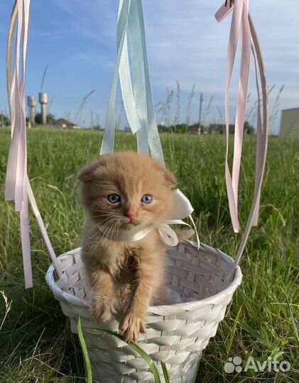 Шотдандский котенок