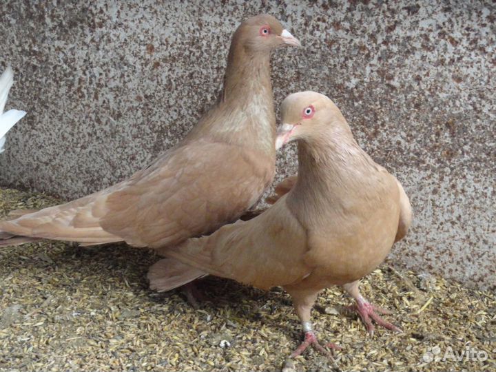 Голуби и птицы