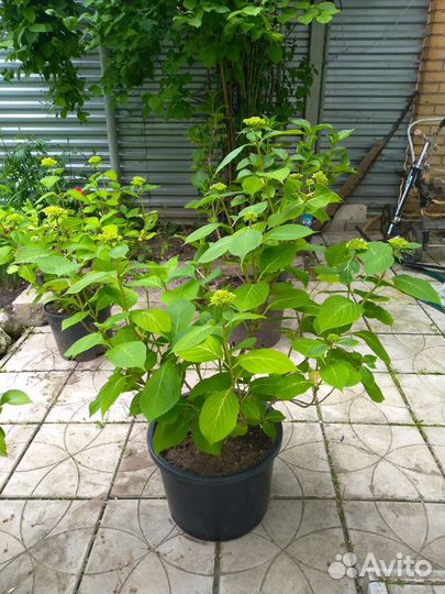 Гортензия розовая и красная, большие кусты