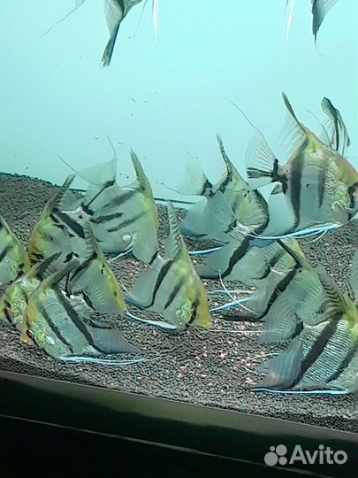 Скалярии 24 штуки