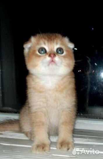 Вислоухие котята драгоценного окраса