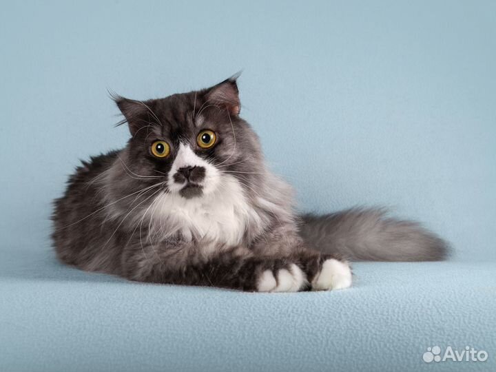 Ласковый красавец кот Рома