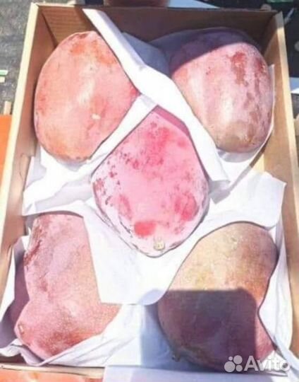 Продам манго из Египта