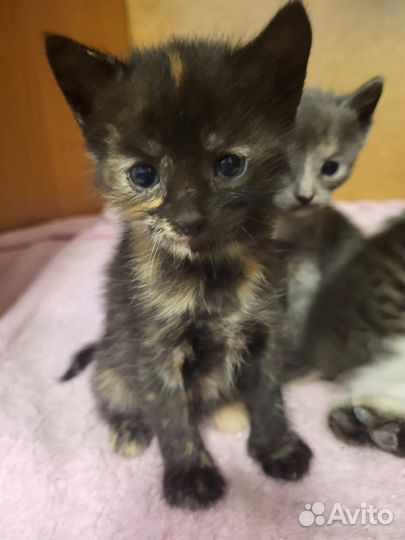 Котёнок девочка ищет дом