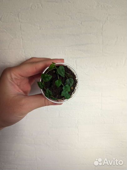 Комнатные растения 4