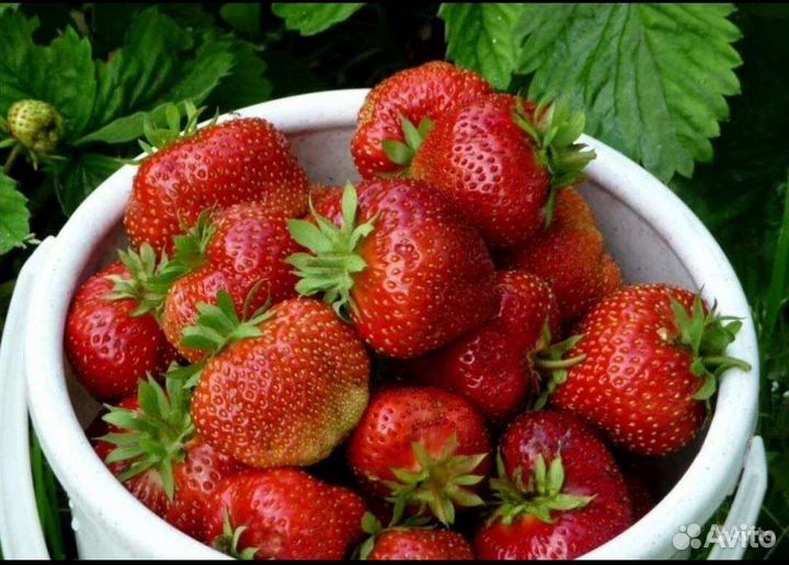 Клубники крупной ранней усы