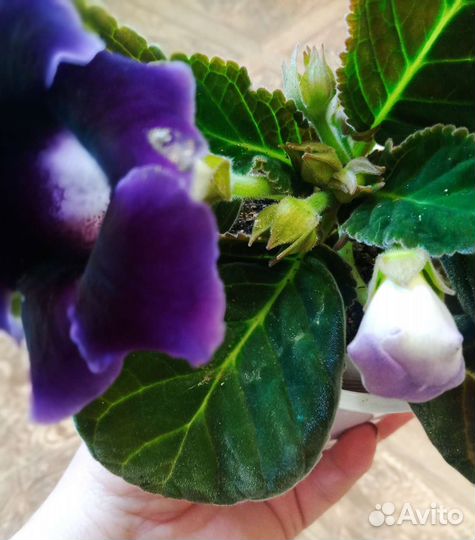 Глоксинии махровые цветущие