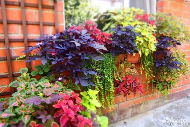 Колеусы вегетативные