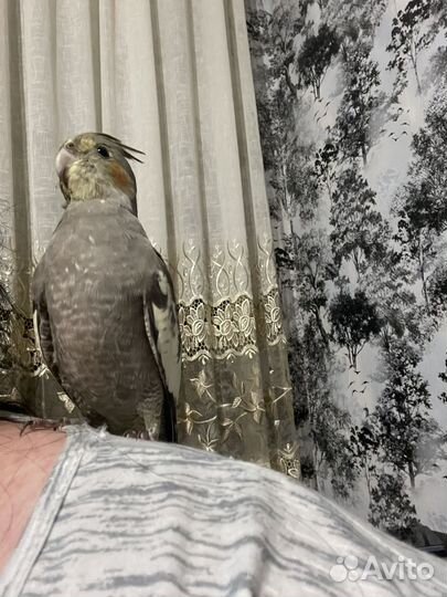 Попугай Корелла ручной