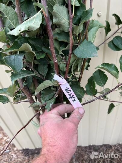 Саженцы яблони