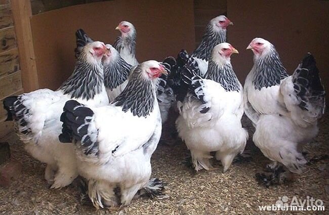 Куры породы брама