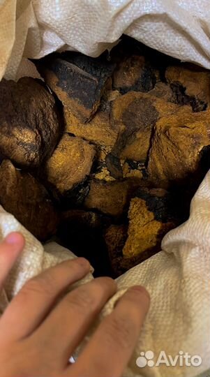 Чага кусковая и молотая