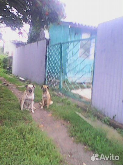 Щенки для охраны