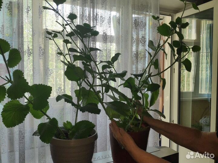 Мята мелисса