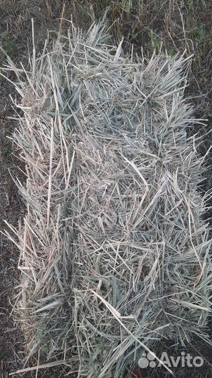 Сено в квадратных тюках