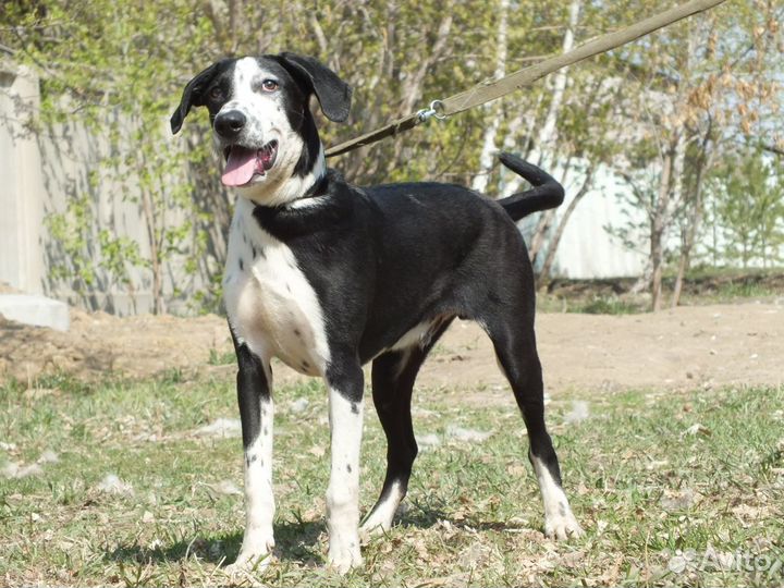 Понго - интеллигент