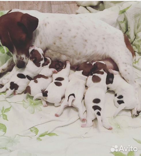 Вязка джек Рассел терьер