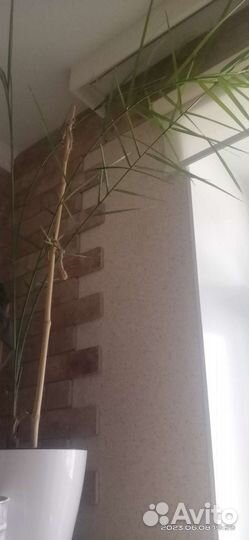 Продам цветы комнатные