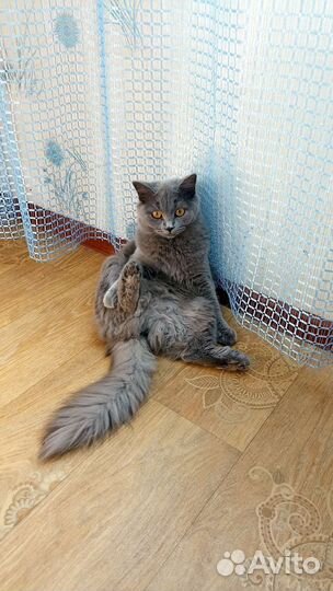 Кошка