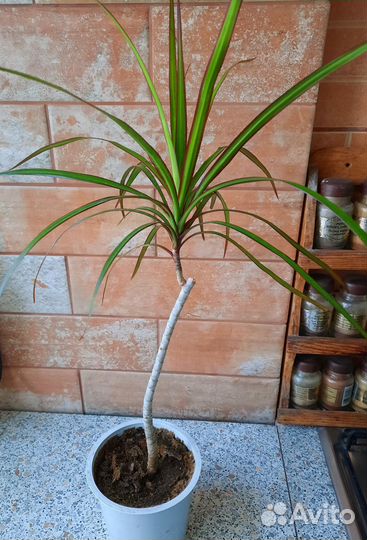 Традесканция зебрина, корделина, драцена, адениум