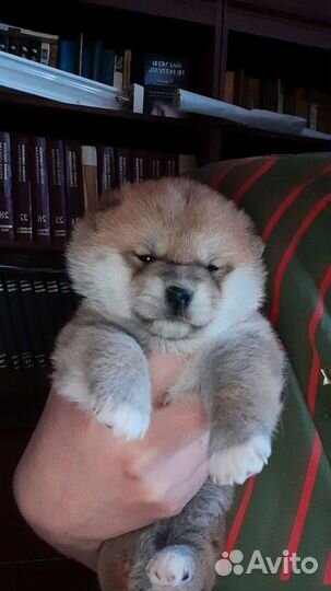 Щенки сиба ину (шиба)