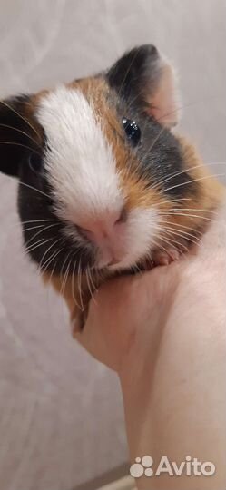 Морская свинка вязка