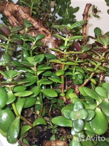 Толстянка, денежное дерево