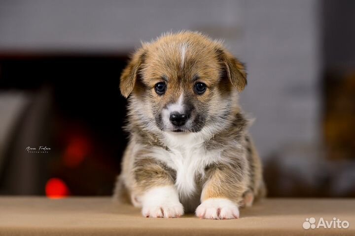 Щенки вельш корги пемброк