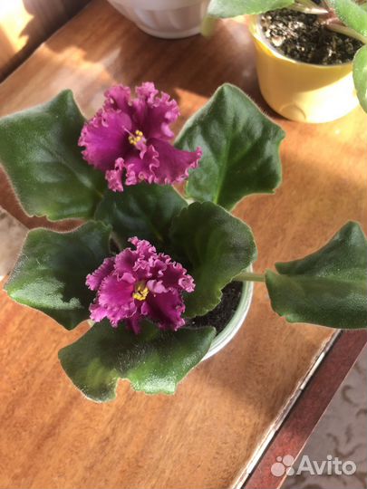 Фиалка сортовая