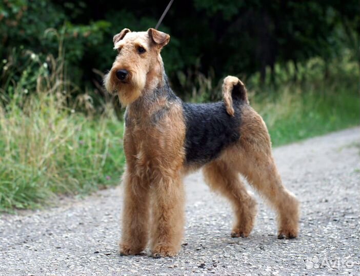 Эрдельтерьер