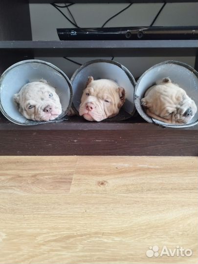 Американский булли