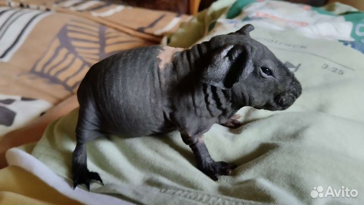 Морская свинка скинни