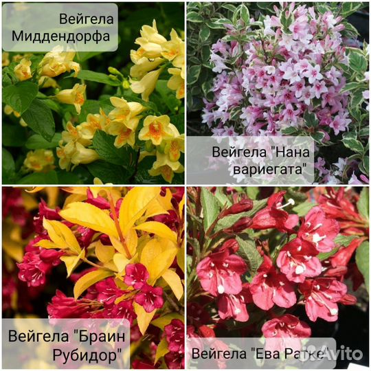 Декоративные деревья и кустарники(почта, сдек)