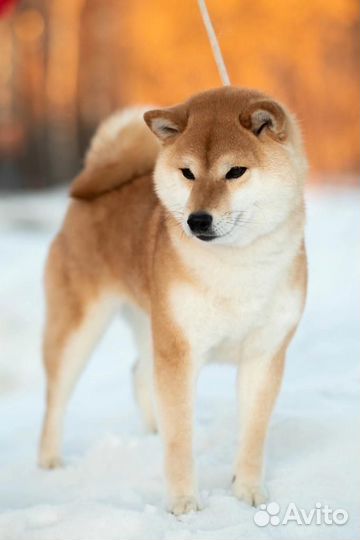 Кобель Сиба ину, ищет подружку для вязки, здоровья