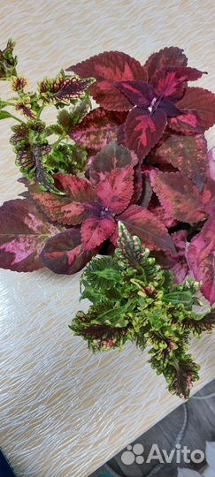 Колеус вегетативный