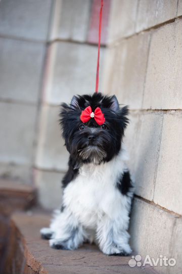 Йоркширский терьер